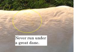 Never run underneath a great dane.