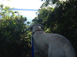 Mongo at Lincoln Park