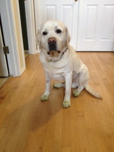 Just because Kimi gives Mongo a bath, does not mean Mongo has to stay clean.