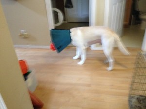 Treat Ball & Cone of Shame