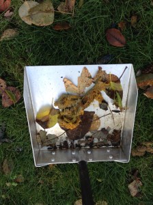 Pumpkin- Notice the bright orange color