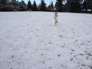 Mongo in the Snow