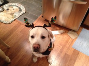 Mongo the Pink Nosed Reindeer