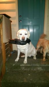 Mongo Finds Another Crow