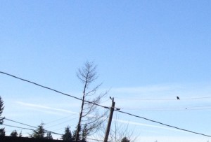 Stellar Jay in West Seattle