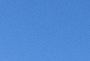 West Seattle Bald Eagle