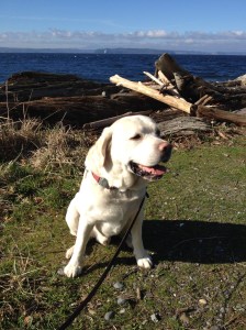 Mongo at Lincoln Park