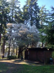 Trees at Lincoln Park