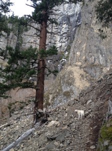 Mongo at Snoquera Falls March 2015