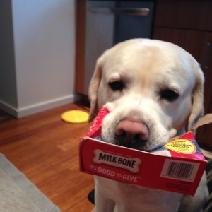 Mongo Tries to Eat the Evidence.