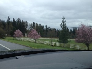 Trees in bloom in Auburn, WA