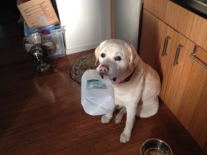 Mongo and His Milk Jug