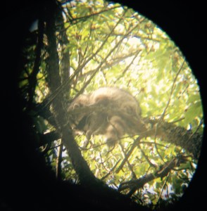 The Bandit asleep in a tree