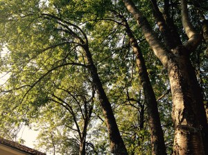Cherry trees in the backyard