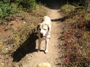 Mongo dresses up as a Huskie
