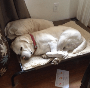 Mr. Post Thanksgiving Dinner