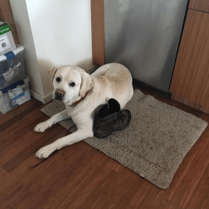 Mongo's Great Expectations