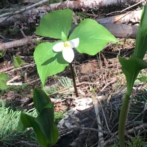 Trillium at Kachess