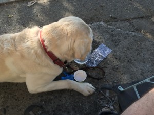 Treats and Water at Gelarto, West Seattle